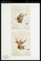 Gracilaria corticata (J.Agardh) J.Agardh