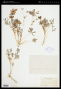 Lupinus microcarpus Sims