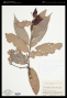 Cavendishia bracteata (Ruiz & Pav. ex J.St.-Hil.) Hoerold