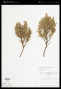 Chaetolepis lindeniana (Naudin) Triana
