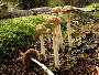 Stropharia