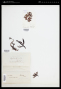 Mychodea foliosa (Harv.) J.Agardh