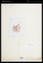 Laurencia obtusa (Huds.) J.V.Lamour.