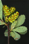 Myrica gale L.