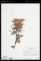 Cavendishia leucantha Luteyn