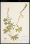 Lupinus