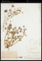Lupinus trifidus Torr. ex S.Watson