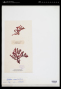 Phyllophora crispa (Huds.) P.S.Dixon