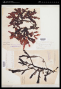 Pollexfenia lobata (Hook.f. & Harv.) Falkenb.