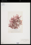 Microcladia coulteri Harv.