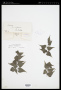 Adiantum subcordatum Sw.