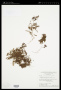 Hymenophyllum hirsutum (L.) Sw.