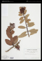 Macleania rupestris (Kunth) A.C.Sm.