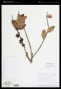 Macleania rupestris (Kunth) A.C.Sm.