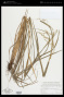 Festuca ulochaeta Nees ex Steud.