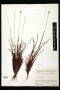 Xyris frondosa Maguire & L.B.Sm.