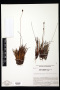 Xyris frondosa Maguire & L.B.Sm.
