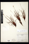 Xyris frondosa Maguire & L.B.Sm.