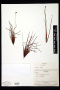 Xyris frondosa Maguire & L.B.Sm.