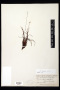 Xyris frondosa Maguire & L.B.Sm.
