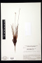 Xyris frondosa Maguire & L.B.Sm.