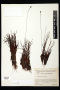 Xyris frondosa Maguire & L.B.Sm.
