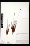 Xyris frondosa Maguire & L.B.Sm.