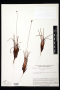 Xyris frondosa Maguire & L.B.Sm.