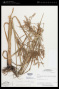 Cyperus odoratus L.