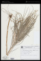 Rhynchospora foliosa (Kunth) L.B.Sm.