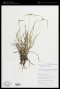 Rhynchospora pubera (Vahl) Boeckeler