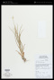 Rhynchospora elatior Kunth