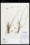 Rhynchospora rugosa (Vahl) Gale