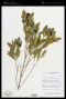 Faramea nitida Benth.