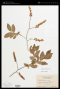 Leucothoe racemosa (L.) A.Gray