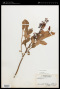 Vaccinium pallidum Aiton