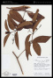 Malanea spicata Müll.Arg.