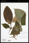 Melastomataceae