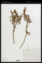 Lupinus