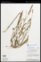 Zornia reticulata Sm.