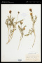 Astragalus agrestis Douglas ex G.Don