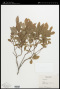 Vaccinium