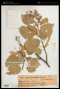 Tilia velutina Mack. ex V.Engl.