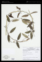 Blepharodon nitidum (Vell.) J.F.Macbr.