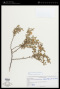 Chamaecrista ramosa (Vogel) H.S.Irwin & Barneby var. ramosa