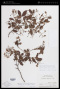 Peltogyne pauciflora Benth.