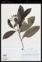 Psychotria anceps Kunth