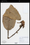 Elaphoglossum crinitum (L.) Christ