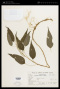 Acalypha gracilis Spreng.