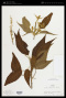 Croton celtidifolius Baill.